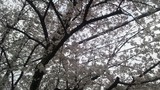20120411_02.jpg